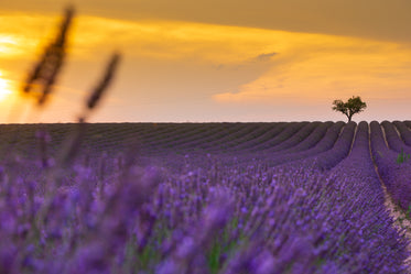 rows of purple lavender at yellow sunset