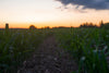 rows of young corn in a farmers field at sunset