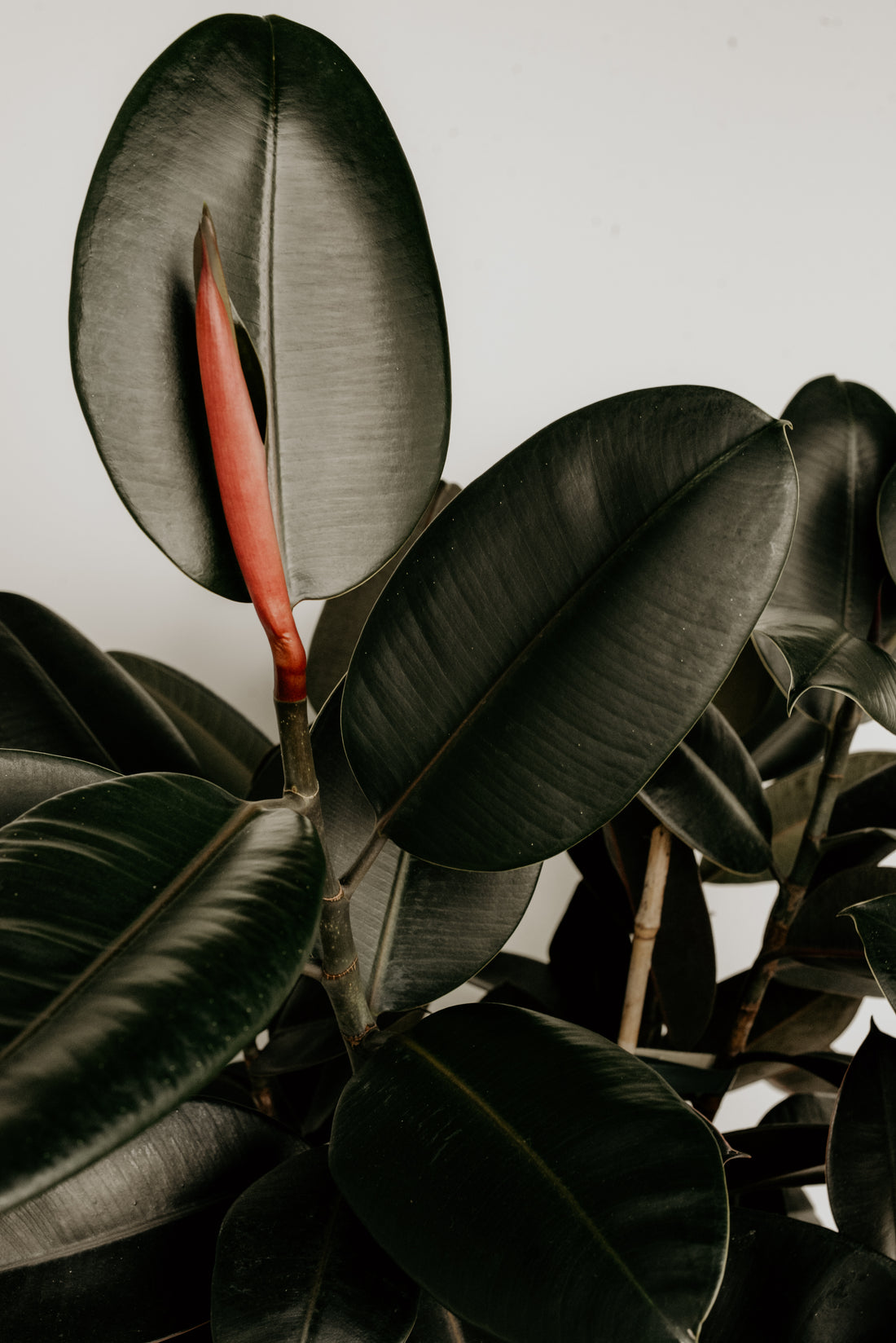 The broad leaves of a rubber plant