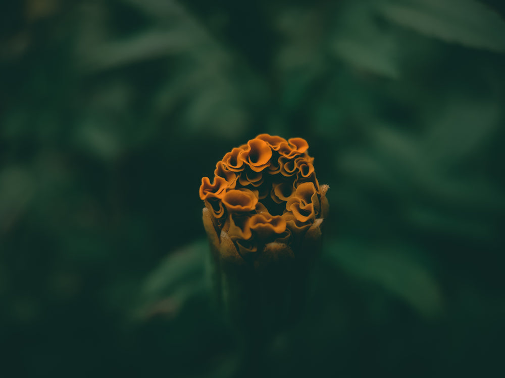 ruffled orange petals of a flower about to bloom.