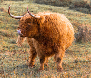 rust colored highland cow stands in an open field