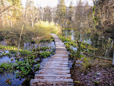 rustic boardwalk through marsh