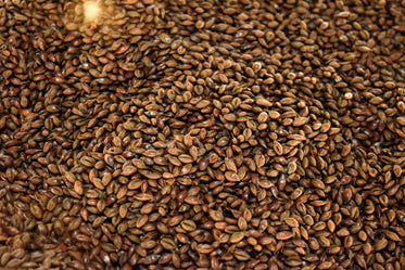 rye seeds close up