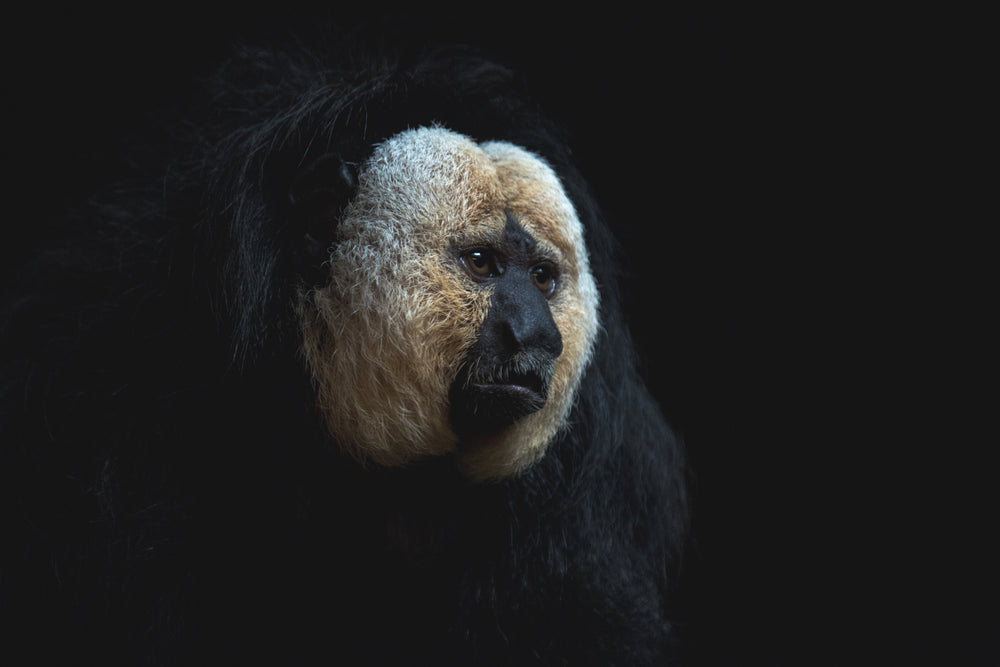 saki monkey face in the shadows