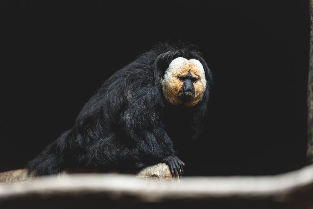 saki monkey in the shadows