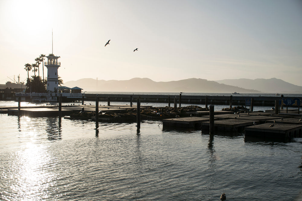 san francisco harbor