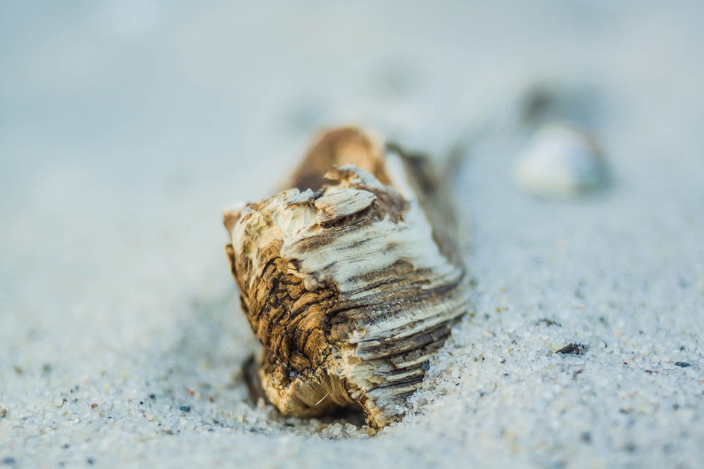 sandy beach driftwood close up