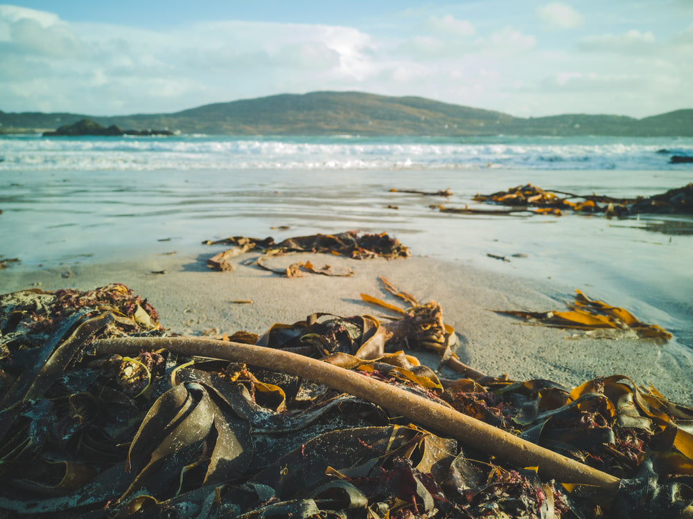 sandy seaweed