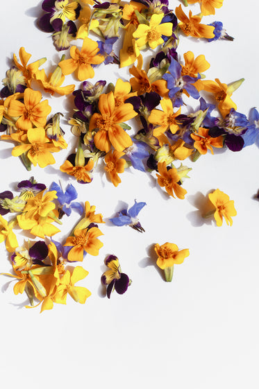 scattered yellow and purple petals