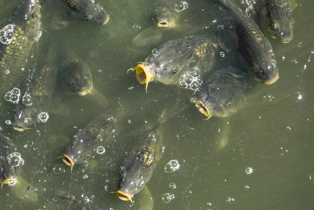 school of fish looking for food