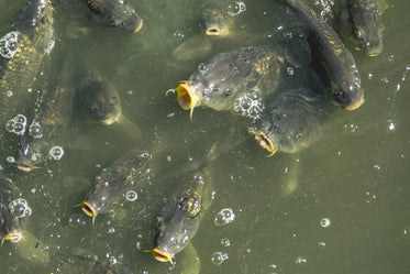 school of fish looking for food