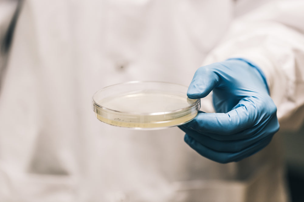 scientist holding agar pietri dish