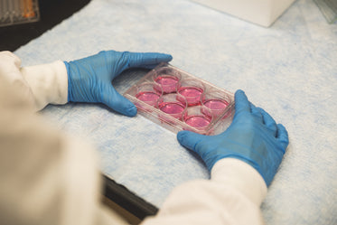 scientist with lab trays and pink