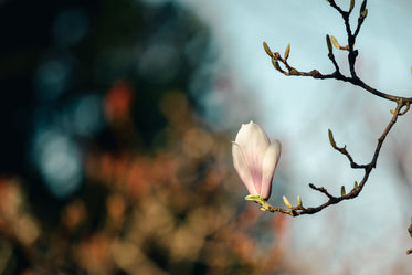 scragly branch with one magnolia bloom