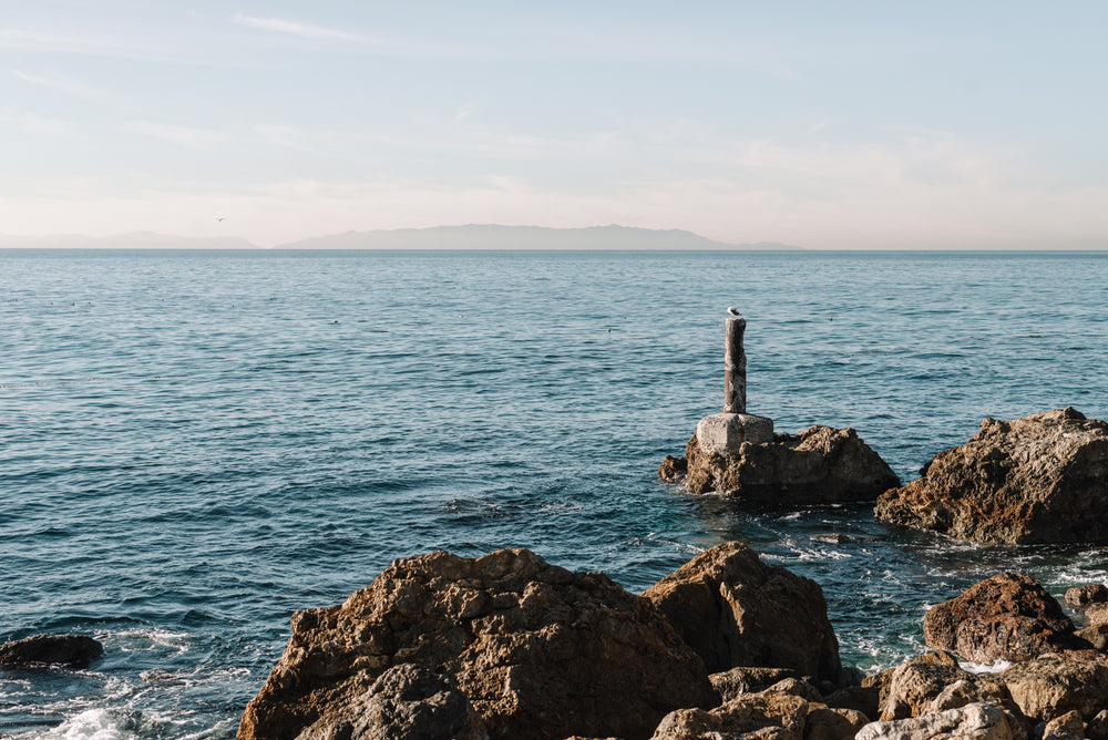 sea bird perched atop barnacle covered post off rocky shore