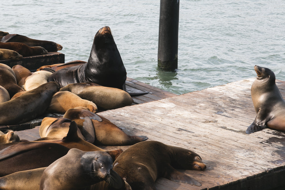 sea lions on dock