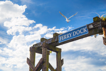 seagull flies over ferry dock