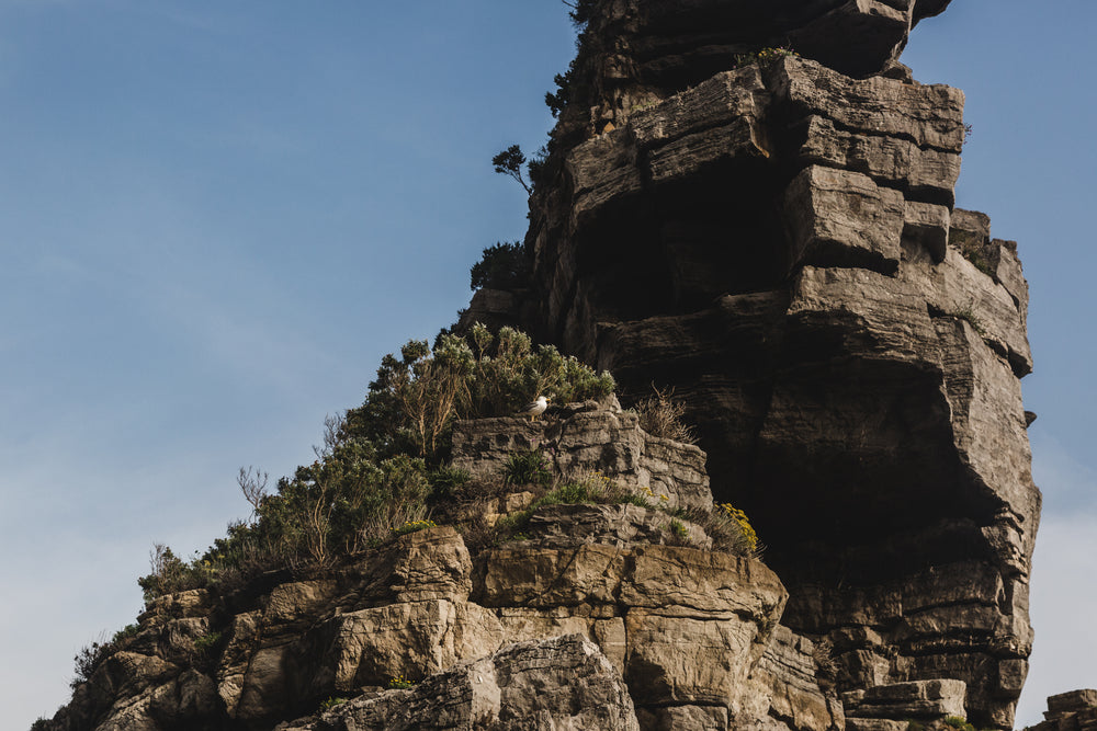 seagull on cliff side