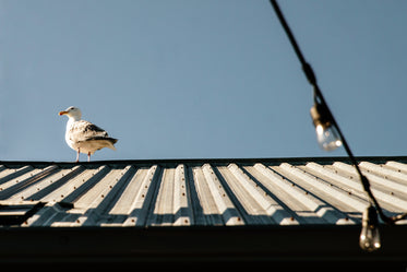 seagull on roof