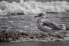 seagull stands in shallow water on the shoreline