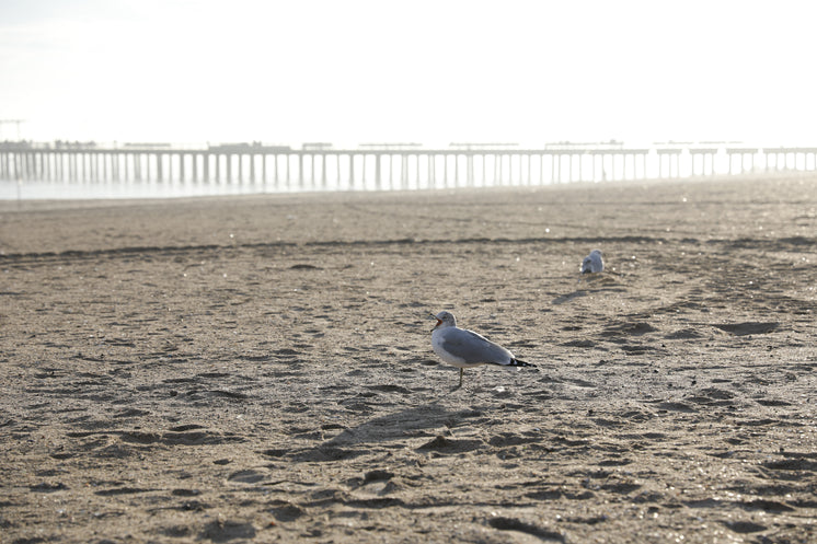 seagulls-make-some-noise-on-a-beach.jpg?