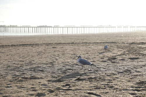 seagulls make some noise on a beach