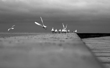 seagulls on a concrete surface