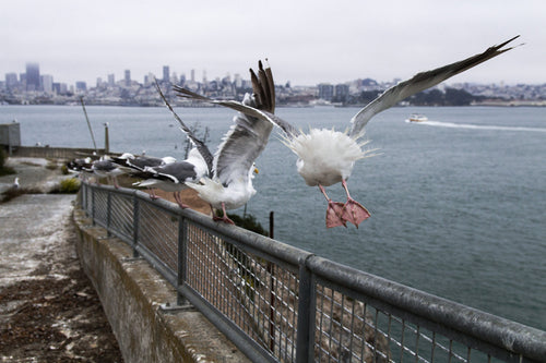 seagulls on railing making their escape