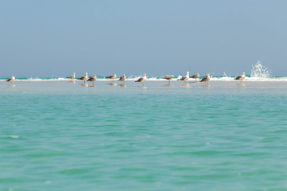 seagulls standing in the sea at low tide