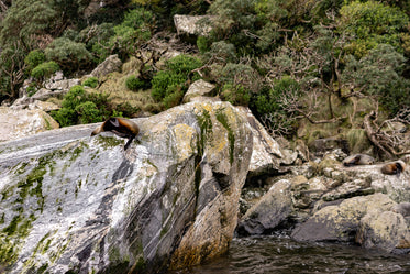 sealions resting on rocks above choppy water