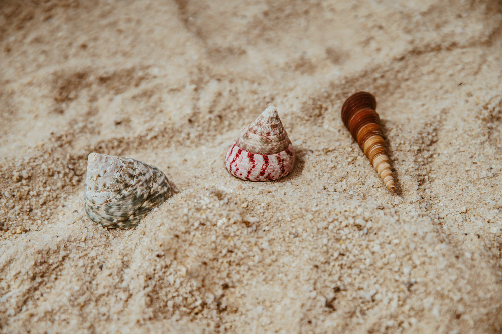 seashells by the seashore