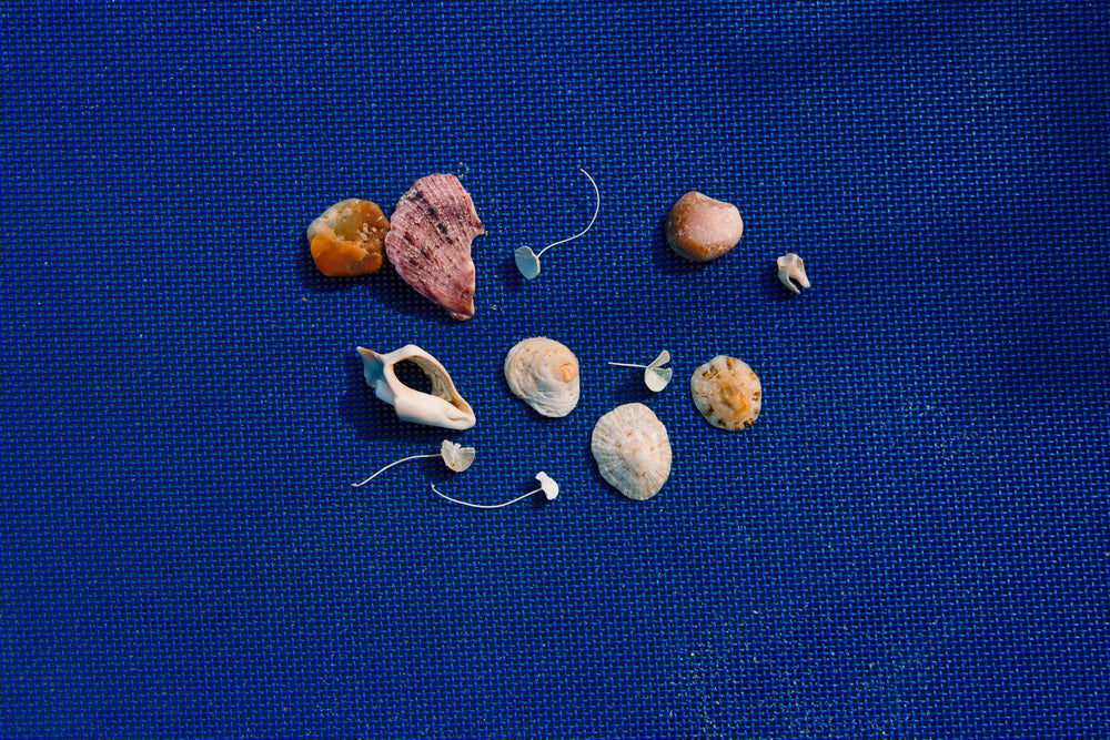 seashells down by the seashore