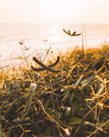 seaside plant