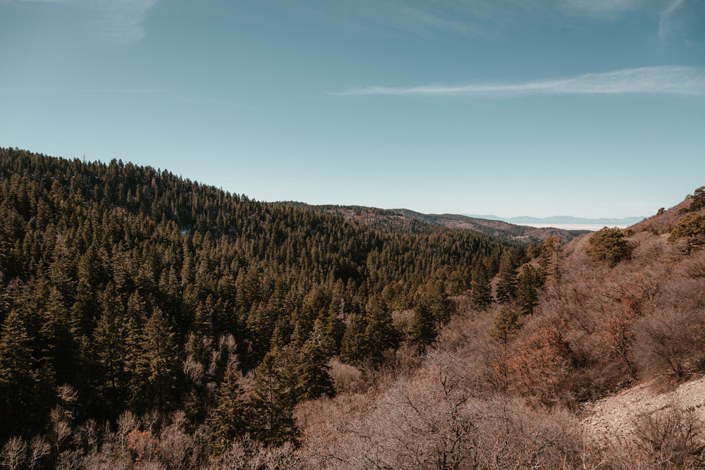 seasons in a forest