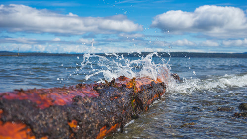 seawater crashes on log
