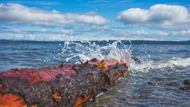 Seawater Crashes On Log