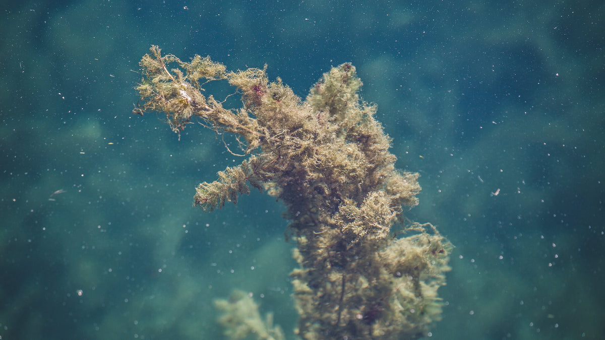 seaweed in water