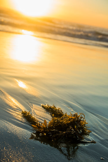 alga marinha na praia