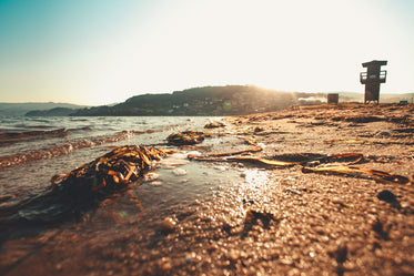 seaweed washes ashore on the beach