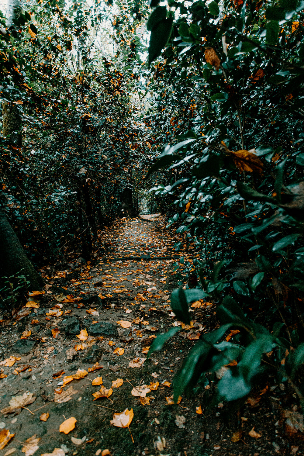 secluded pathway within the trees