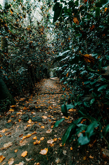 secluded pathway within the trees