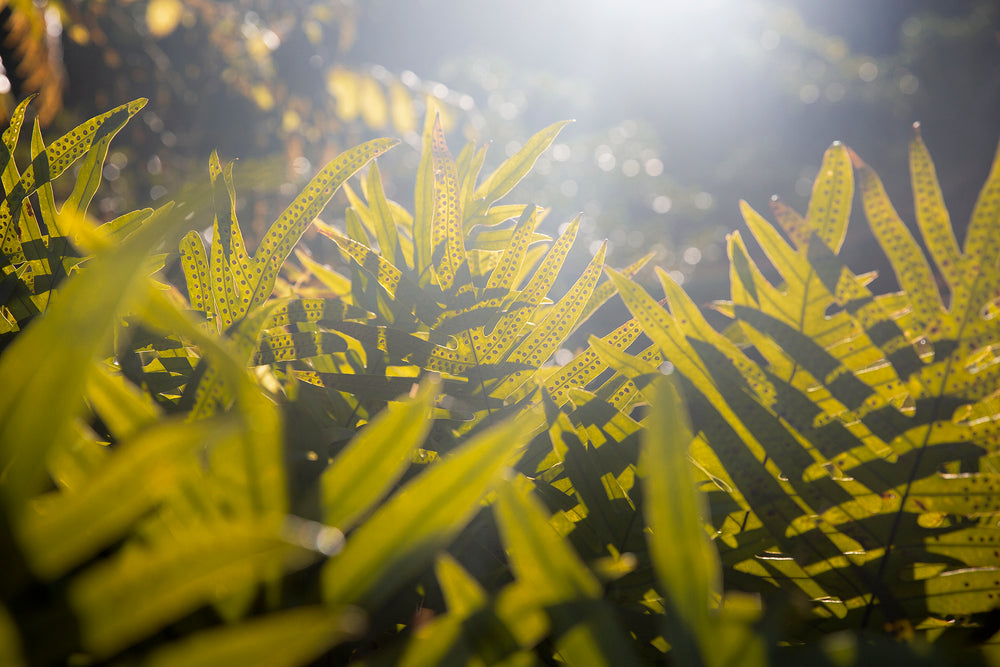 seed-filled fern fronds