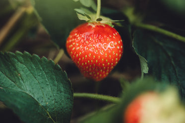 seeds on a strawberry