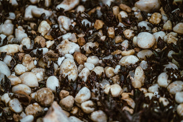 seeds & pebbles