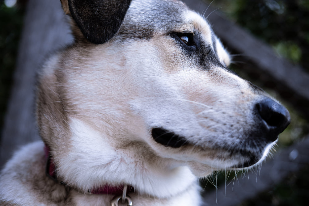 serious looking dog