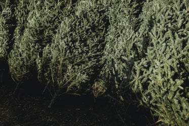 shadow over row of pine trees