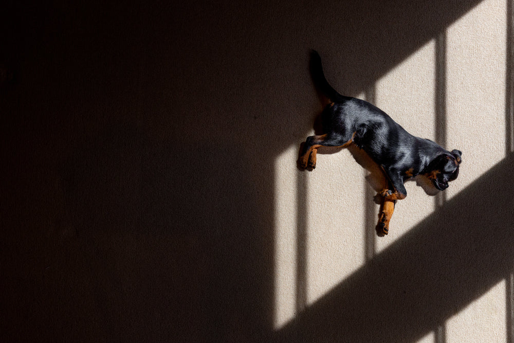 shadows cast over brussels griffon puppy