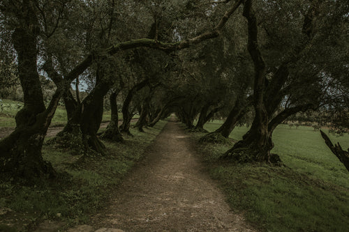 shadowy path under trees