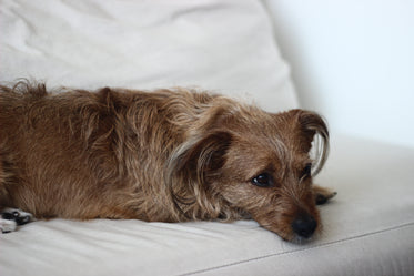 shaggy brown dog napping