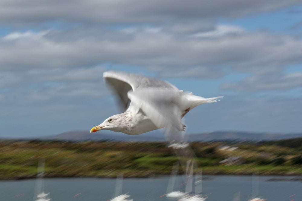 sharp yellow seagull eyes in a blur of feather flutter